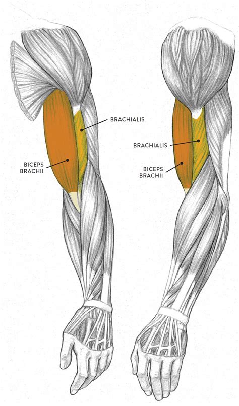 Arm Muscle Diagram Simple Human Muscle System Functions Diagram Facts