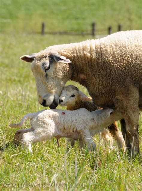 Punkins Patch Easter Lambs