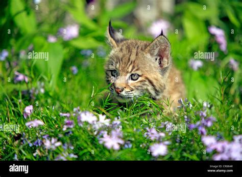 Bobcat Lynx Rufus Kitten Eight Weeks Flower Meadow Montana Usa