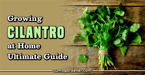 Growing Cilantro At Home Ultimate Guide Sumo Gardener
