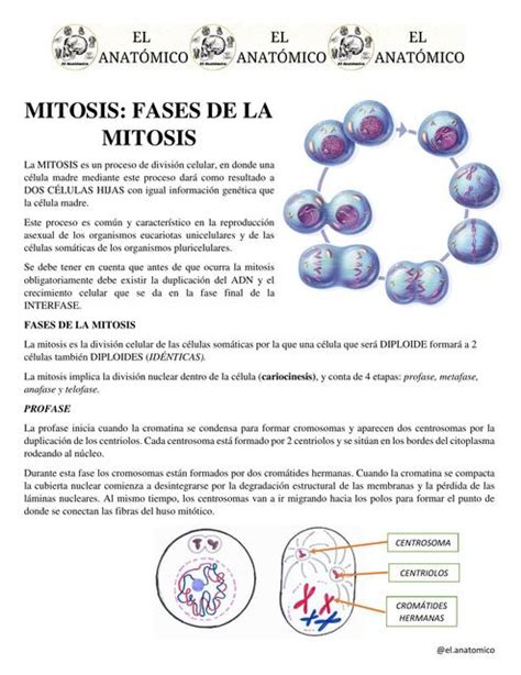 Mitosis Fases De La Mitosis Udocz