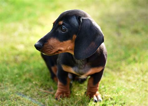 Dachshund Full Profile History And Care