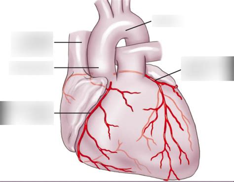 Coronary Arteries Diagram Quizlet