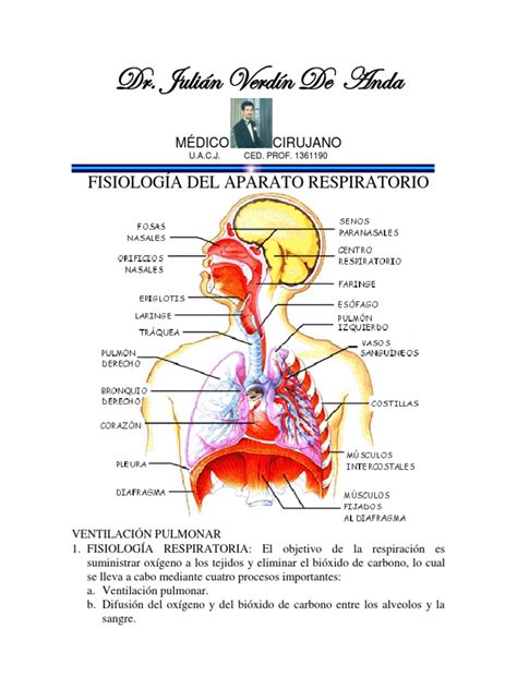 Fisiología Del Aparato Respiratorio Pdf Pulmón Sistema Respiratorio