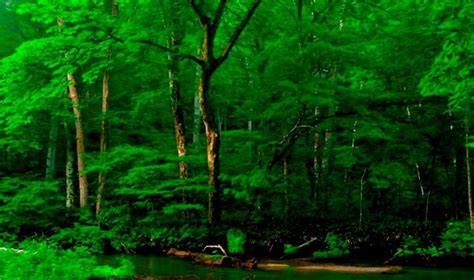 Green Tree Wallpapers 4k Hd Green Tree Backgrounds On Wallpaperbat