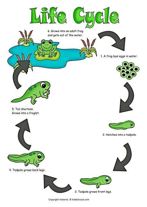 Life Cycle Of A Frog Color Poster
