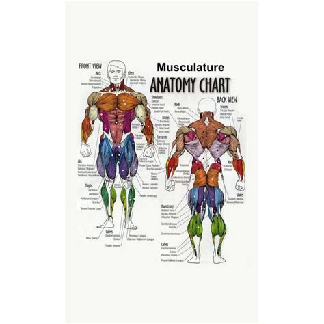 Musculature Anatomy Chart Of The Human Body Art Silk Poster Home Wall