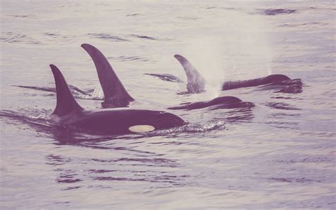 Killer Whale Protection National Marine Mammal Foundation