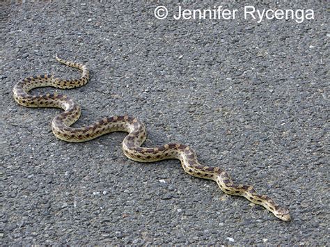 Keep reading to learn more about gopher snake gopher snake traits. Kjetil and Ulrike in California: Slanger, slanger ...