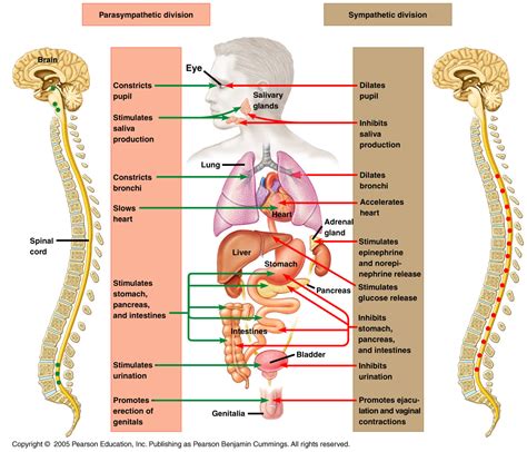 Autonomic Nervous System And Fertility Massage For Fertiltiy