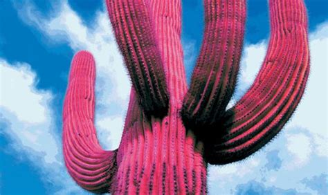 Hoax Pink Cactus Mexico No Such Thing This Is A