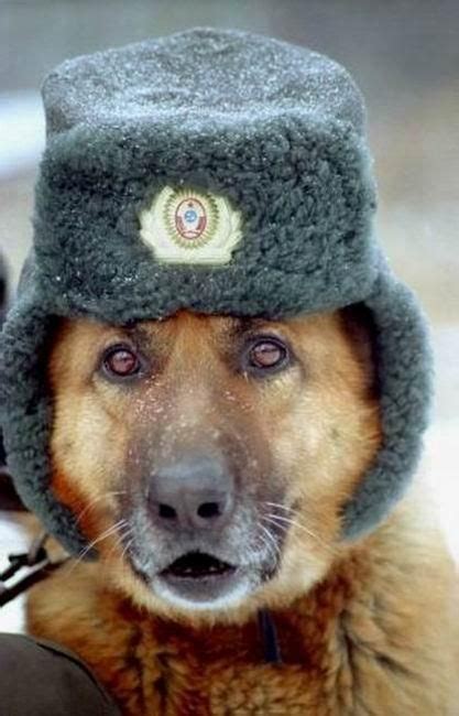 In Soviet Russia This Is How They Keep Their Dogs Warm Lol Military