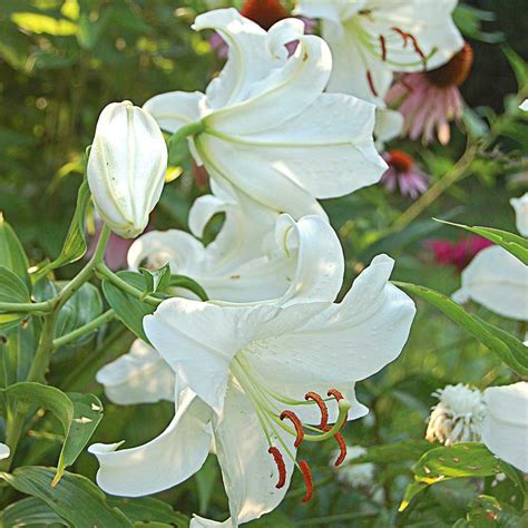 For many years i grew casablanca lillies in my cincinnati ohio garden. Lilium Casa Blanca | White Flower Farm