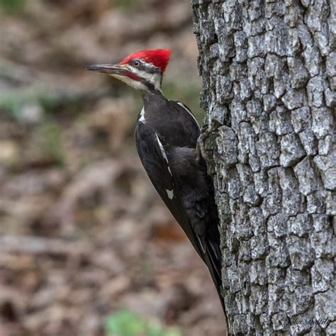 Pileated Woodpecker At Clark State Forest Henryville Indi Flickr