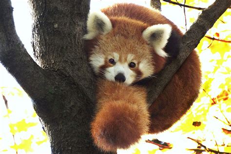 Red Panda Detroit Zoo