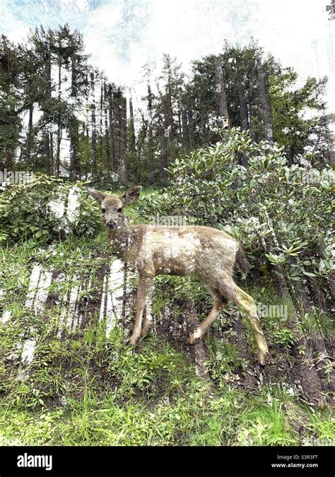 Deer In Forest Double Exposure Stock Photo Alamy