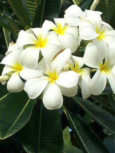 Plumeria Honolulu Flores Plantas Jardines