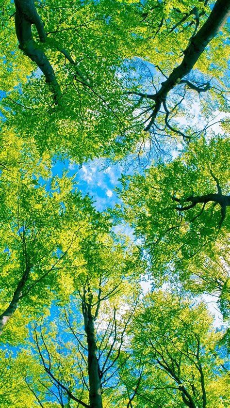 Free Download Under Green Trees Htc One Wallpaper Nature Iphone
