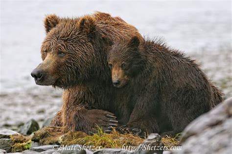 Mother Bear Protecting Cubs Grizzly Bear Sow Protecting Her Cub It