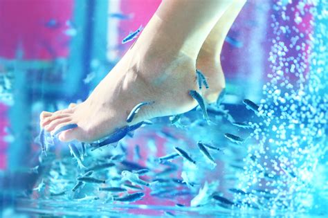 Garra Rufa Fish Pedicures Hygiene Pain And Infection Facts Footfiles