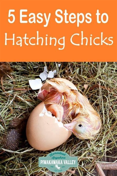 An Egg Hatched In Half With The Words 5 Easy Steps To Hatching Chicks