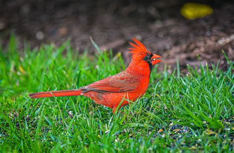 Northern Cardinal Bird Ashburn Va Northern Cardinal Bird Flickr