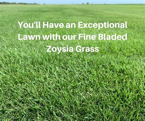 Zoysia grass is a creeping, warm season grass that is known for its ability to withstand high free shipping and expert advice on a wide range of do it yourself pest control products, pest control supplies, pest control information and more. Why Pick Emerald Zoysia Grass - Houston Pearland Sugar Land TX