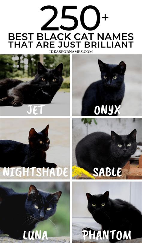 Unique And Brilliant Names For Your Black Cat