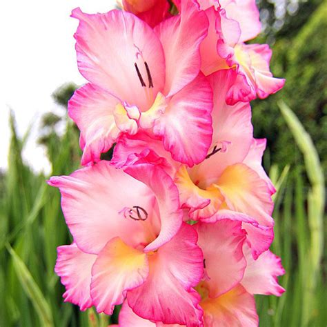 Gladiolus Bulbspink Gladiolus Flowernot Gladiolus Seedsymbolizes