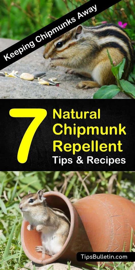 Natural Chipmunk Repellent Artofit