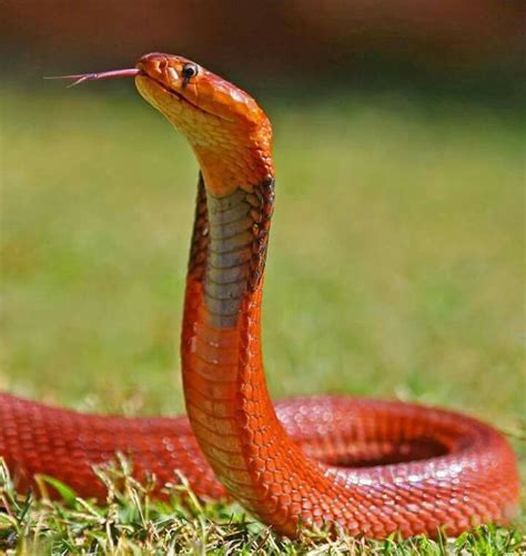 Cobra Roja Colorful Snakes Reptile Snakes Beautiful Snakes
