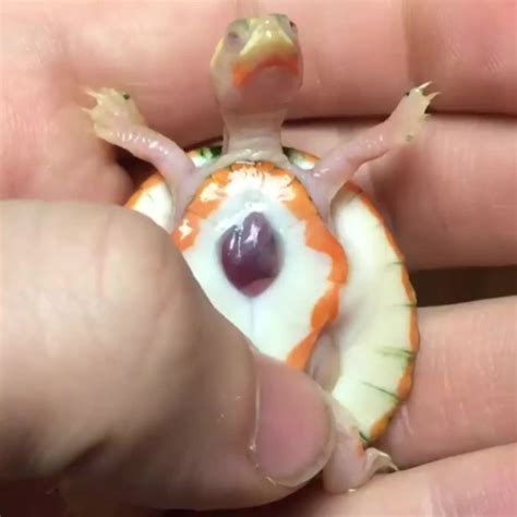 Baby Albino Turtle Rreallifeshinies