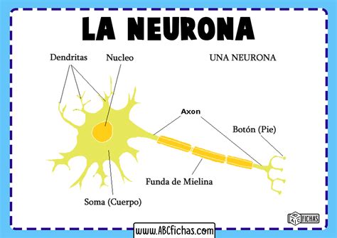 Estructura De Neurona Y Sus Partes ️ Mentalidad Humana