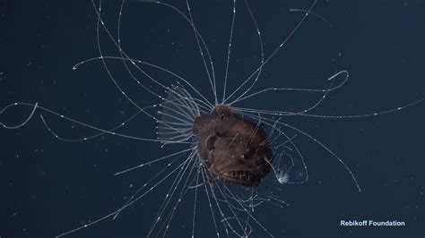 A Blind Date In The Deep Sea First Ever Observations Of A