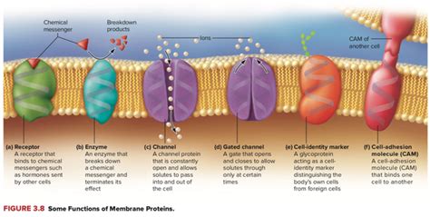 Integral membrane proteins are a permanent part of a cell membrane and can either penetrate the membrane. What is the main role of proteins within a cell membrane ...