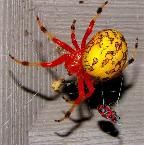 Red And Yellow Spider By Okieslastwhisper On Deviantart Spider Queen