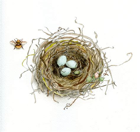 Nest Drawing Png Transparent Nest Drawingpng Images Pluspng