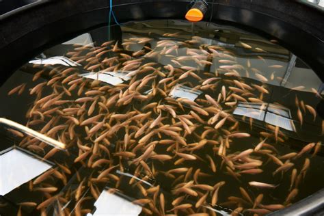The Unlikely Fish Farming Start Up In The Middle Of Berlin Pacific
