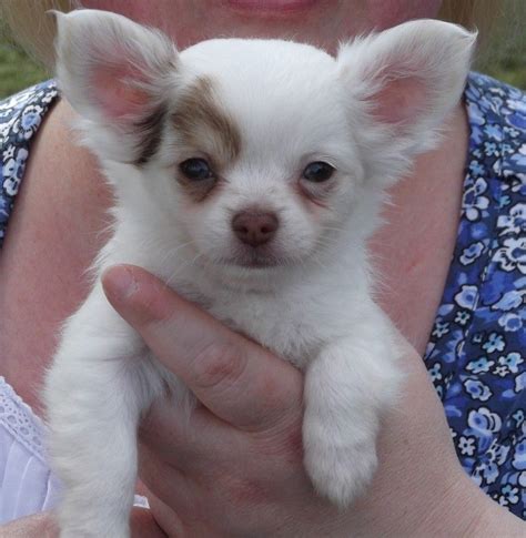 ,hairless chihuahua for sale, puppyfind chihuahua, tiny chihuahuas for sale, free teacup chihuahua puppies, chihuahua rescue mn, newborn teacup chihuahua, show me chihuahuas, chihuahua., chihuahua pup pics, chihuahua for sale sc, merle chihuahua for sale, chulala dog, chihuahua rescue louisiana, blue chihuahua for sale, puppies chiwawa. Pin by Tatyana Allen on dog | Cute baby animals, Chihuahua puppies, Cute animals
