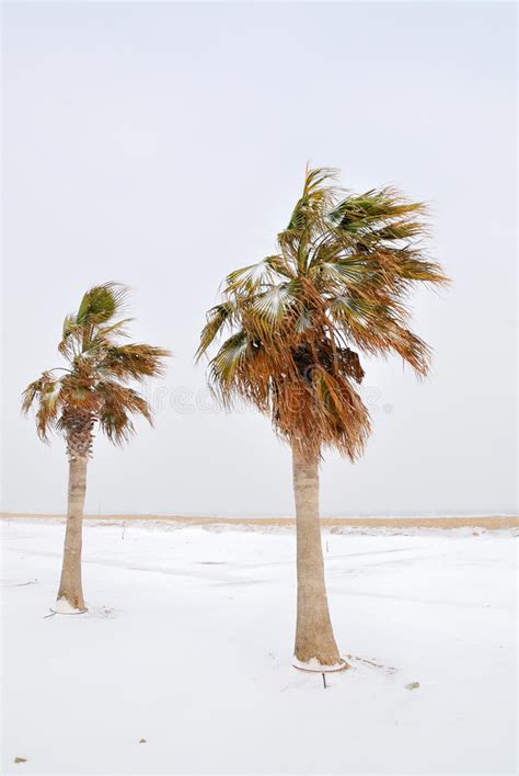 Palm Trees Covered With Snow Stock Image Image Of Snow