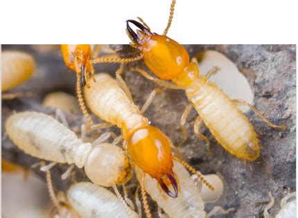 Pest ex is a leading pest control & termite treatment services company. Pest Ex Philippines