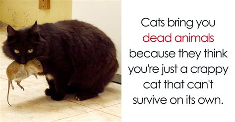 10 Amazing Cat Facts That You Probably Didnt Know