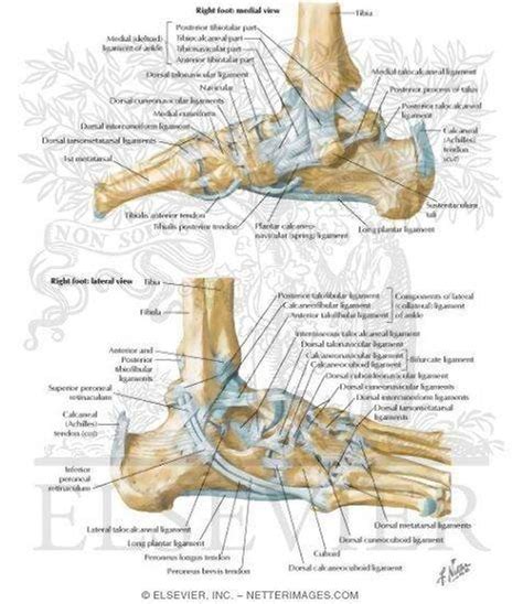 Ligaments and tendons are fibrous connective. Pictures Of Ankle Joint Ligaments