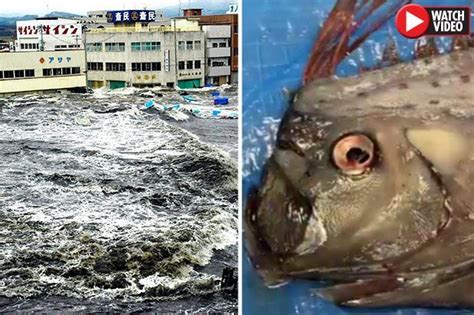 Earthquake Imminent Mythical Fish Sparks Natural Disaster Fears In