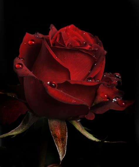 Am i falling for you? Red rose with rain drops on it. | Red roses, Rose ...