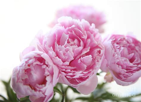 Pink Peonies Photograph By Ruby Hummersmith
