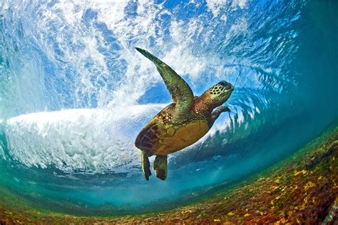Hawaiis Spectacular Ocean Waves In Pictures Ocean Creatures Salt