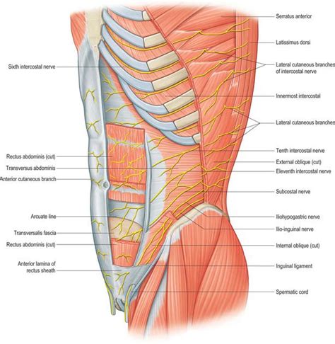 Nerves Of Anterior Abdominal Wall Anatomy Of The Abdomen Images Sexiz Pix