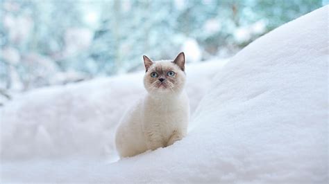 Blue Eyes White Cat Snow Winter Cat Ragdoll Cat Whiskers Fur