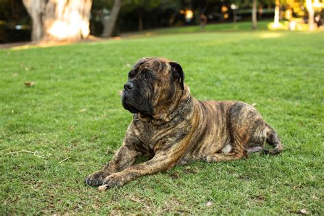 Brindle Mastiff Facts Origin And History With Pictures Hepper